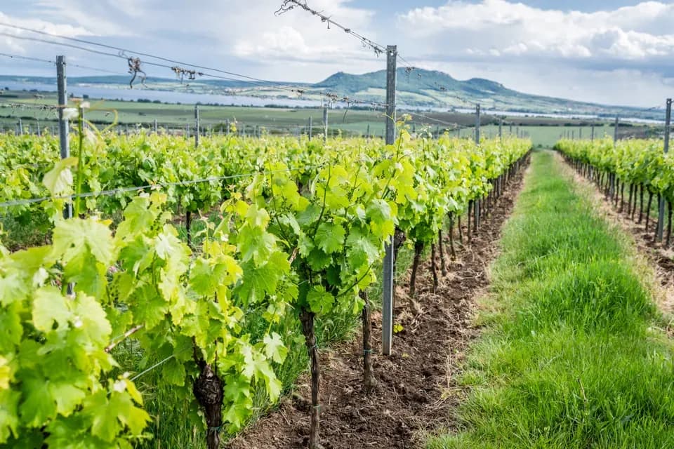 162-2025.05.25-VinarstviGotberg.webp