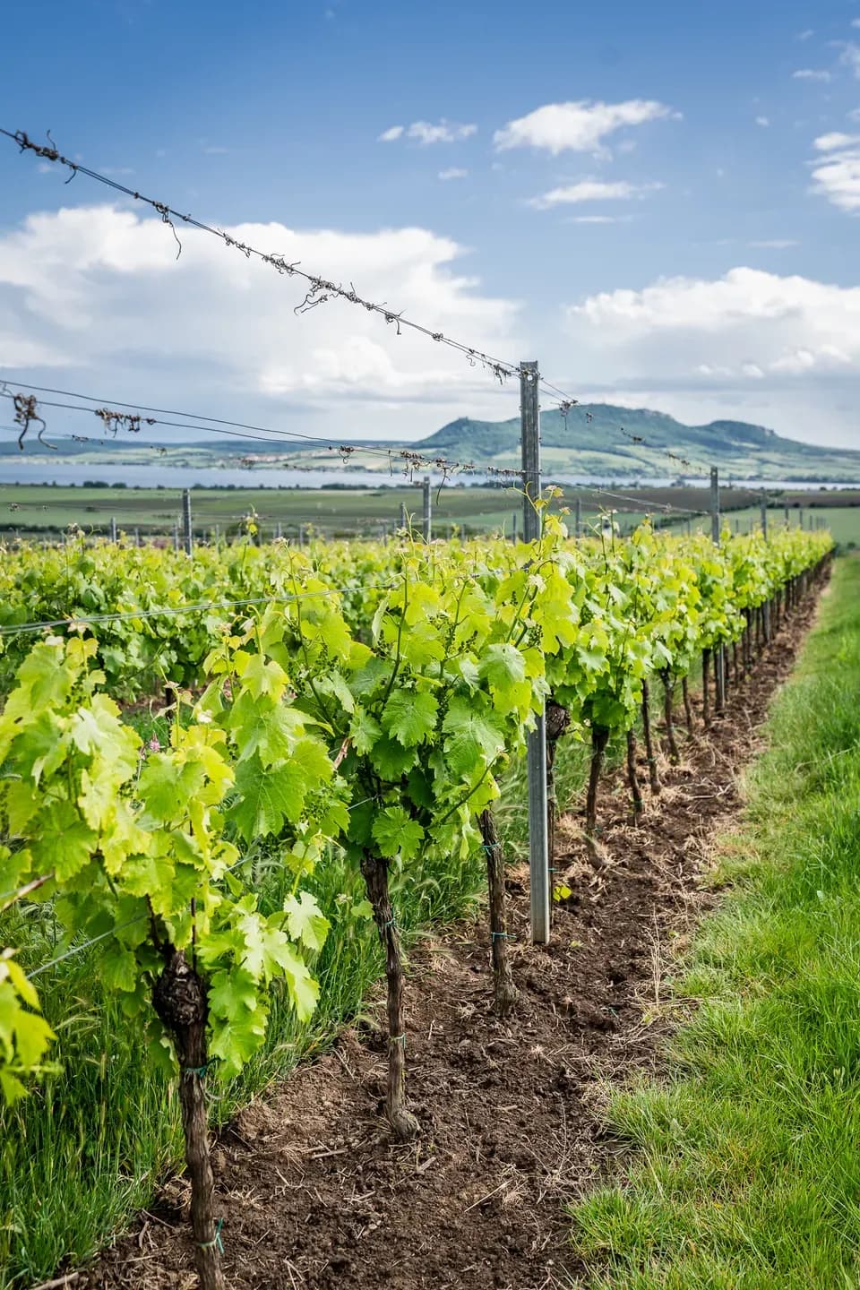 163-2K-2025.05.25-VinarstviGotberg-fotovrzal.cz.webp
