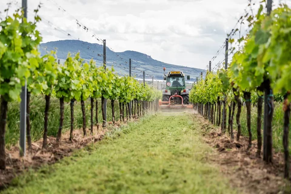 377-2K-2025.05.25-VinarstviGotberg-fotovrzal.cz.webp