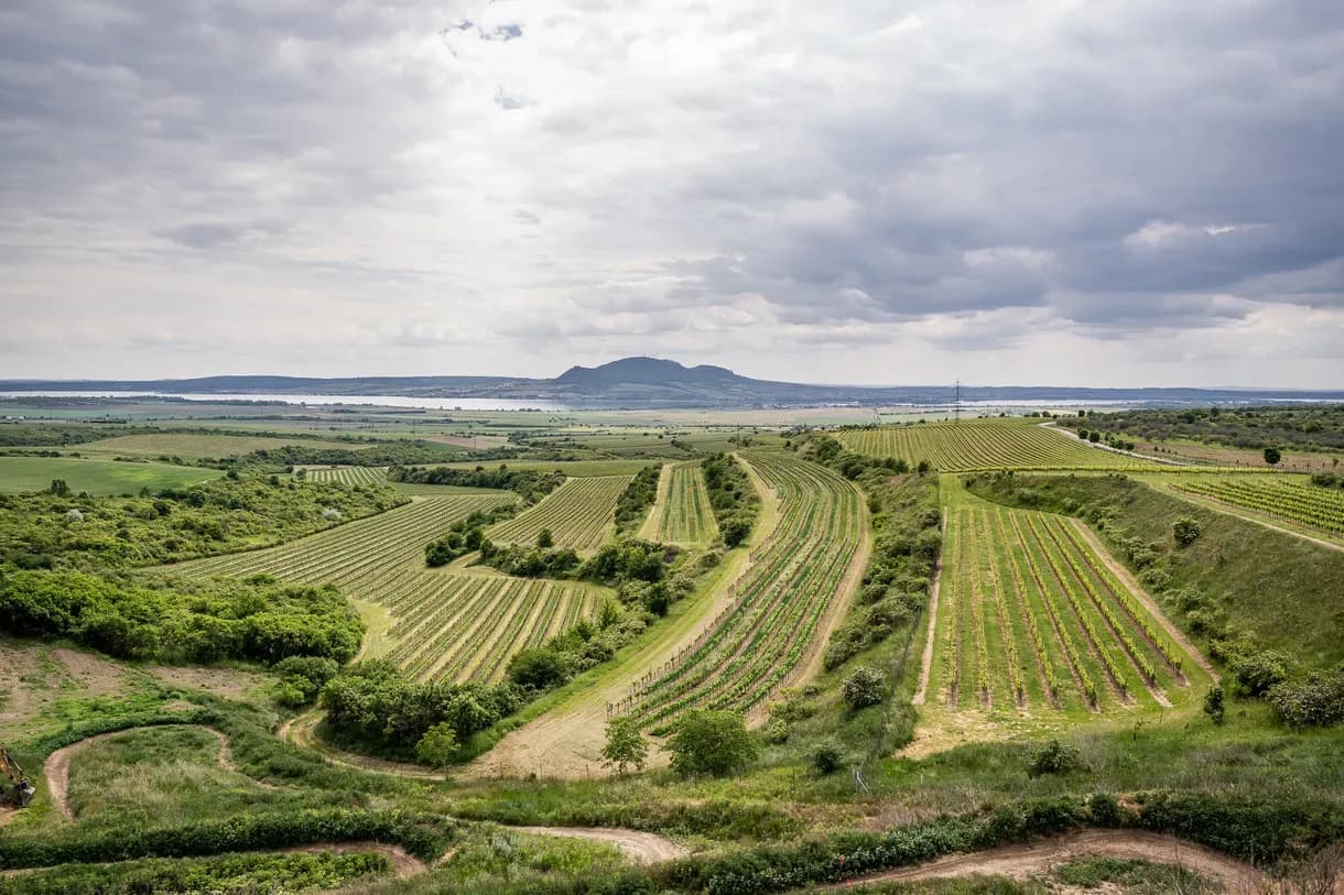 386-2K-2025.05.25-VinarstviGotberg-fotovrzal.cz.webp